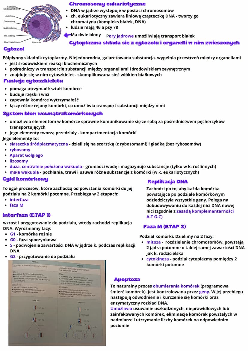 --- OCR Start ---
Komórka
Biologia - Komórka
To podstawowa jednostka strukturalna organizmów. Wykonuje czynności życiowe. Dzielimy ją na:
pr