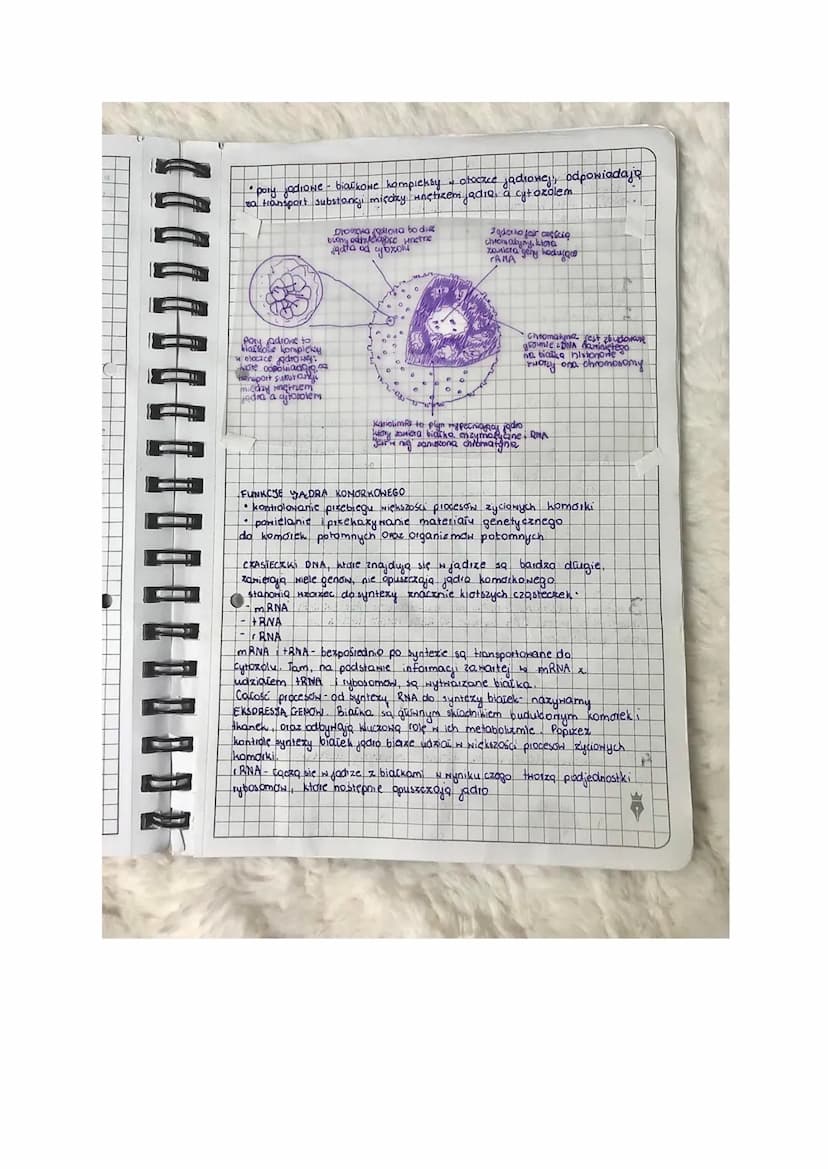 jony nie przejdo dyfuzja prosta
lekcja
T Jadro komorkowe. Cyłozol.
ze względu na ich
ه جا
Tadunek
Jadio komaikone.
pełni nadizędną rolę w fu