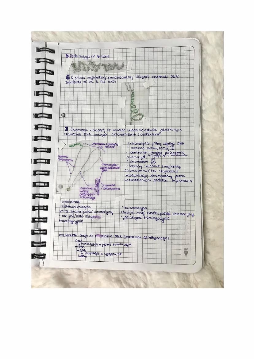 jony nie przejdo dyfuzja prosta
lekcja
T Jadro komorkowe. Cyłozol.
ze względu na ich
ه جا
Tadunek
Jadio komaikone.
pełni nadizędną rolę w fu