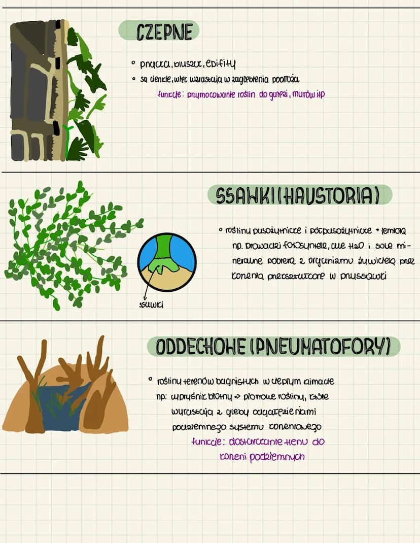 3.5
↳ Konzeń iako organ wegetatywny.
(podziemnu oceść rośliny)
funkcje: utrzymanie roślin w podłożu
pobieranie wody i solumi miner-
alnymi z