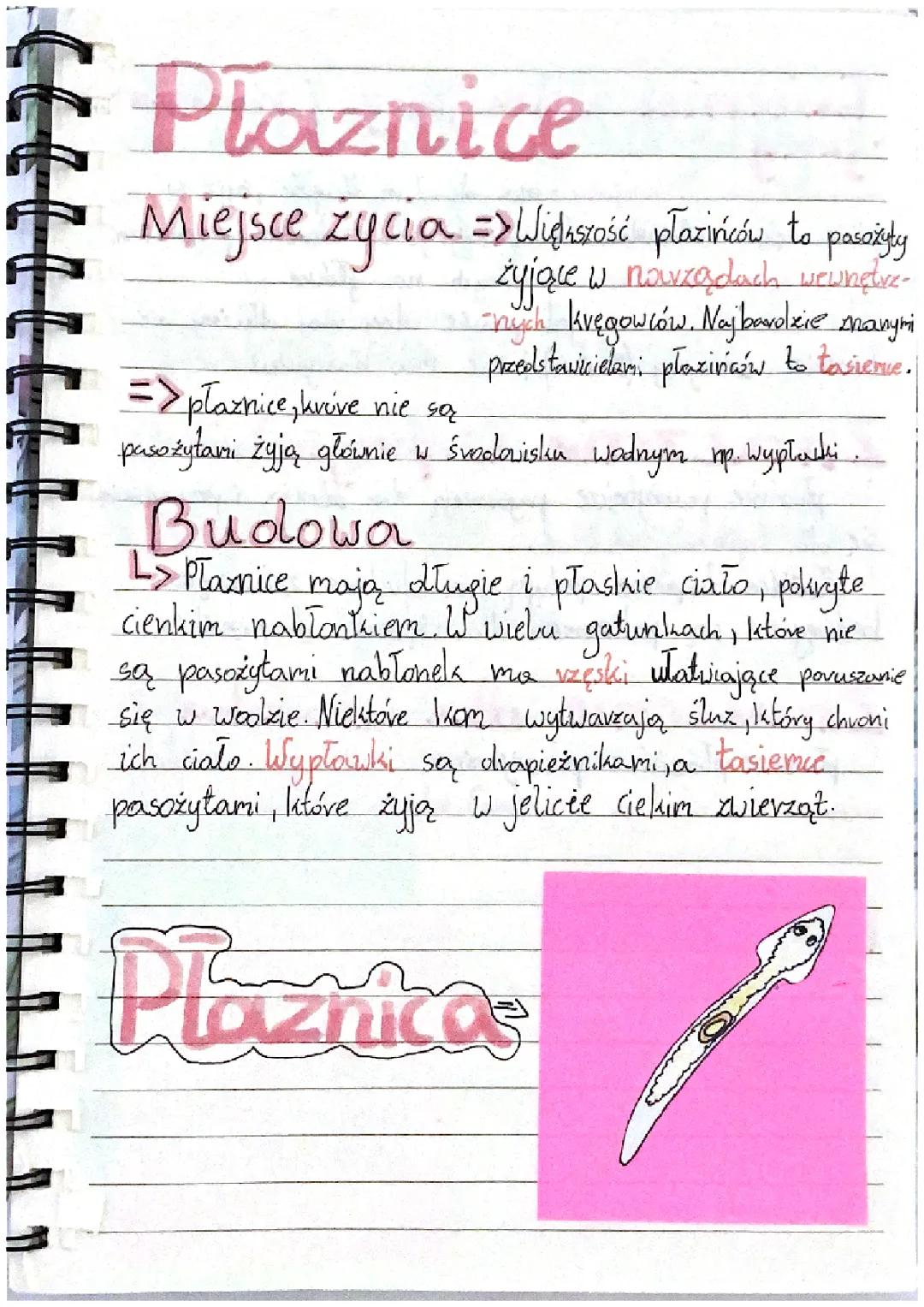 Wszystko o Płazinca dla 6 klasy: Notatka edukacyjna
