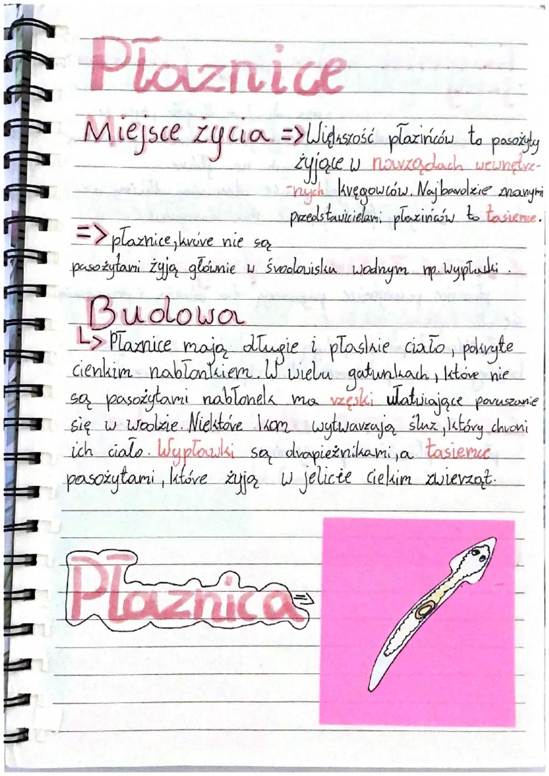 Plaznice
Miejsce życia => Wighscość płaziriców to pasożyty
żyjące w nowządach wewnative-
ných kvęgowców. Naj barolzie manymi
przedstawiciela