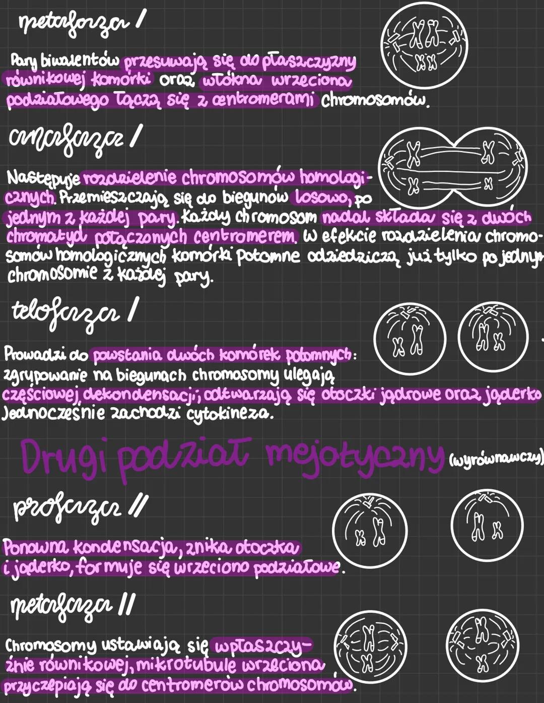 # mejozer

Mejoza zachodzi tylko u organizmów rozmnażających się płciowo. W jego
wyniku powstają cztery kor ki potomne. W porównaniu z komór