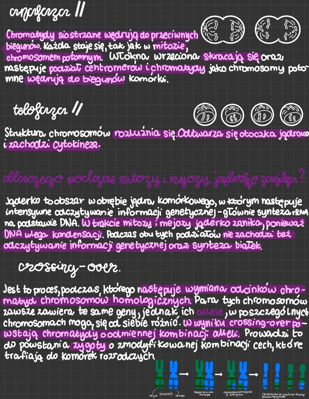 # mejozer

Mejoza zachodzi tylko u organizmów rozmnażających się płciowo. W jego
wyniku powstają cztery kor ki potomne. W porównaniu z komór