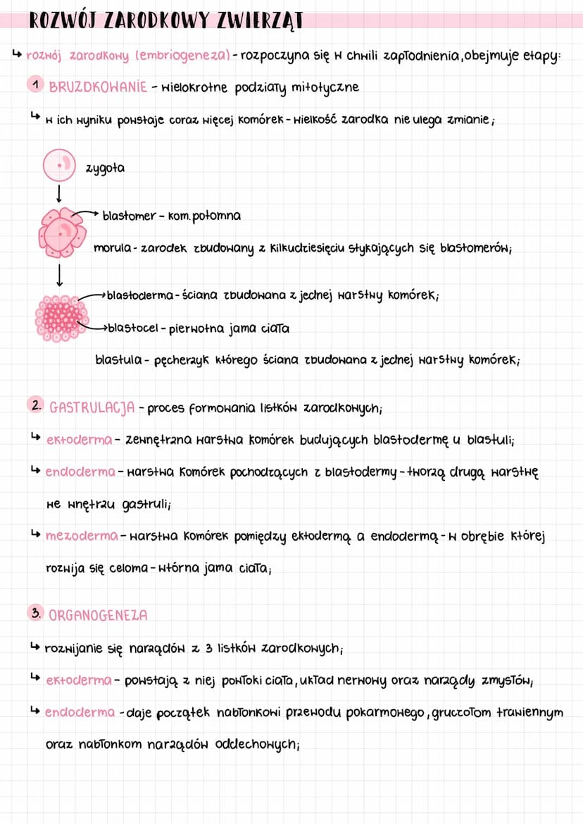klasyfikaga
gurorgat
CECHY:
organizmy wielokomórkowe;
4 heterotroficzne - cudzozywne;
↳obdarzone zdolnością ruchu,
4 organizmy eukariotyczne