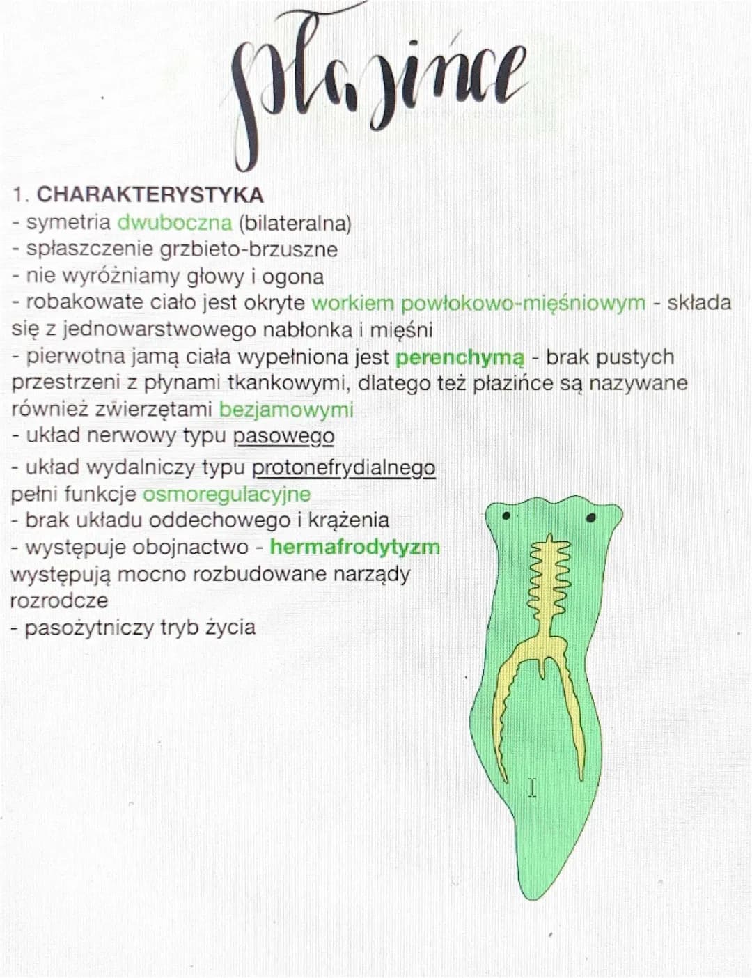 Jak oddychają i gdzie żyją płazińce? - Płazińce i Nicienie Biologia Rozszerzona