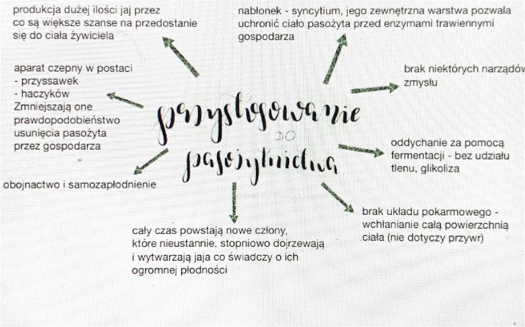 plasince
1. CHARAKTERYSTYKA
- symetria dwuboczna (bilateralna)
- spłaszczenie grzbieto-brzuszne
- nie wyróżniamy głowy i ogona
- robakowate 