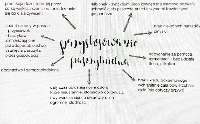 plasince
1. CHARAKTERYSTYKA
- symetria dwuboczna (bilateralna)
- spłaszczenie grzbieto-brzuszne
- nie wyróżniamy głowy i ogona
- robakowate 