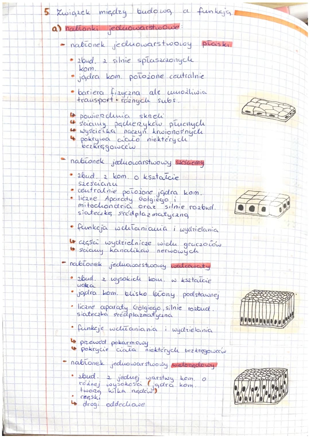 To Thanki zwieręce, tkanka nabłonkowa
A Pochodzenie tkanek zwieręcych.
-
hablonkowa - ektoderma, endoderma, mezoderma
-
Ugcana
nerwowa ektod