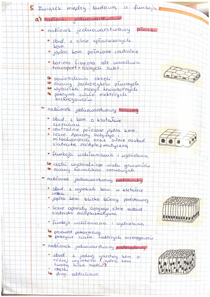 To Thanki zwieręce, tkanka nabłonkowa
A Pochodzenie tkanek zwieręcych.
-
hablonkowa - ektoderma, endoderma, mezoderma
-
Ugcana
nerwowa ektod