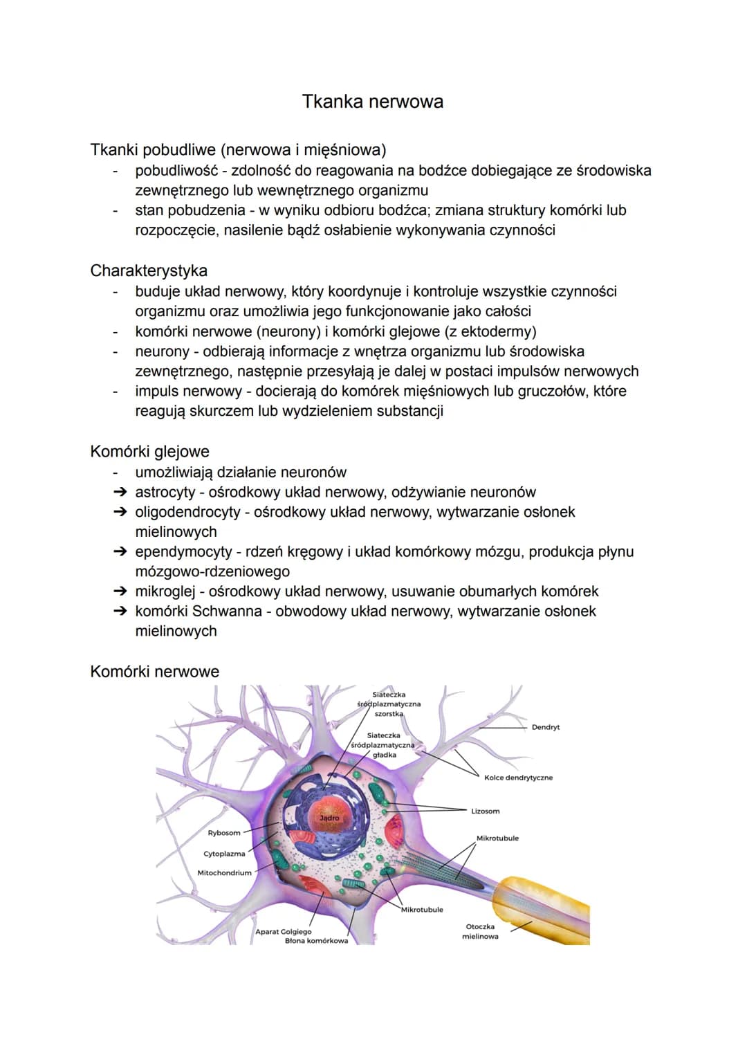 Tkanki pobudliwe (nerwowa i mięśniowa)
pobudliwość - zdolność do reagowania na bodźce dobiegające ze środowiska
zewnętrznego lub wewnętrzneg
