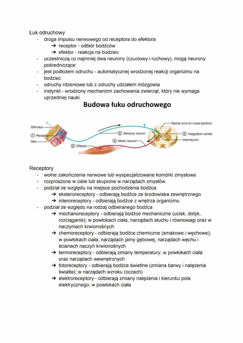 Tkanki pobudliwe (nerwowa i mięśniowa)
pobudliwość - zdolność do reagowania na bodźce dobiegające ze środowiska
zewnętrznego lub wewnętrzneg