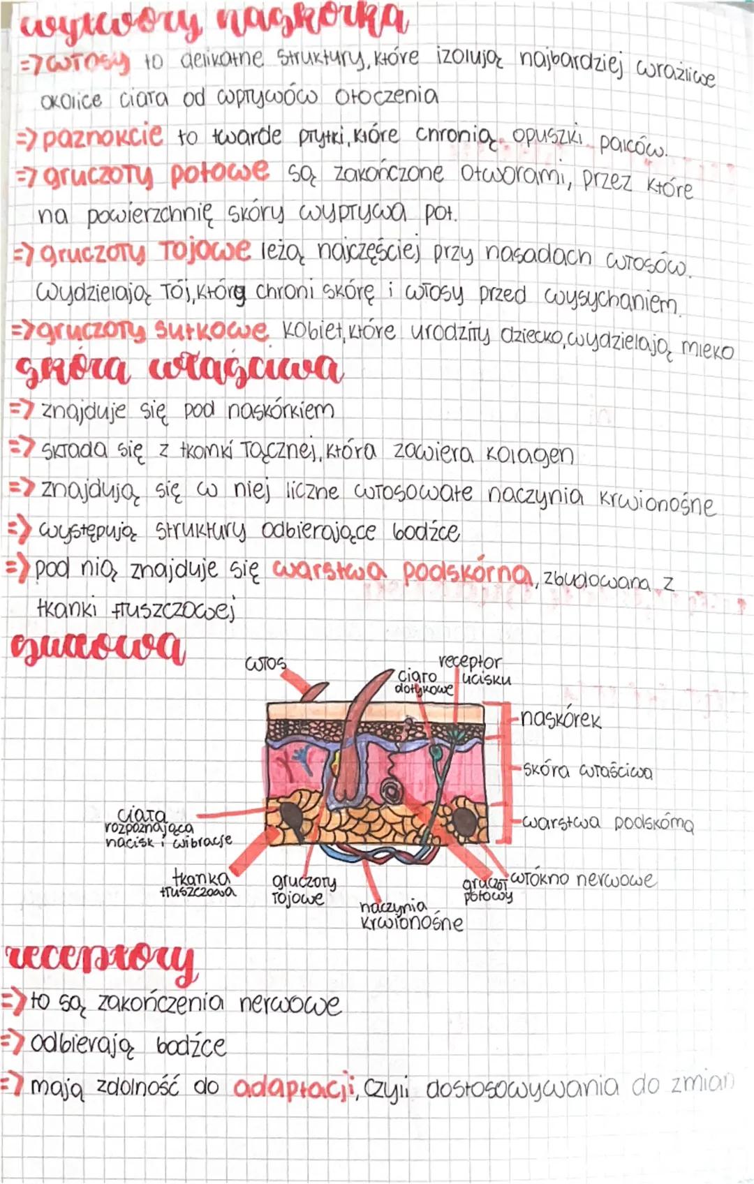 Csiologia
Budowa i
funkcje skory
funkcje skory
=> Ochrona przed urazami, szkodliwymi substancjami, drobnoustro-
jami chorobotwórczymi i prom