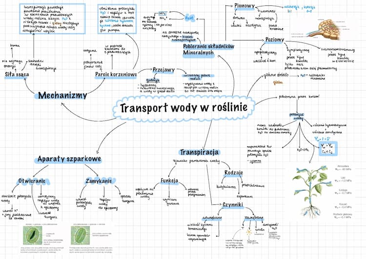 Know Transport wody w roślinie  thumbnail