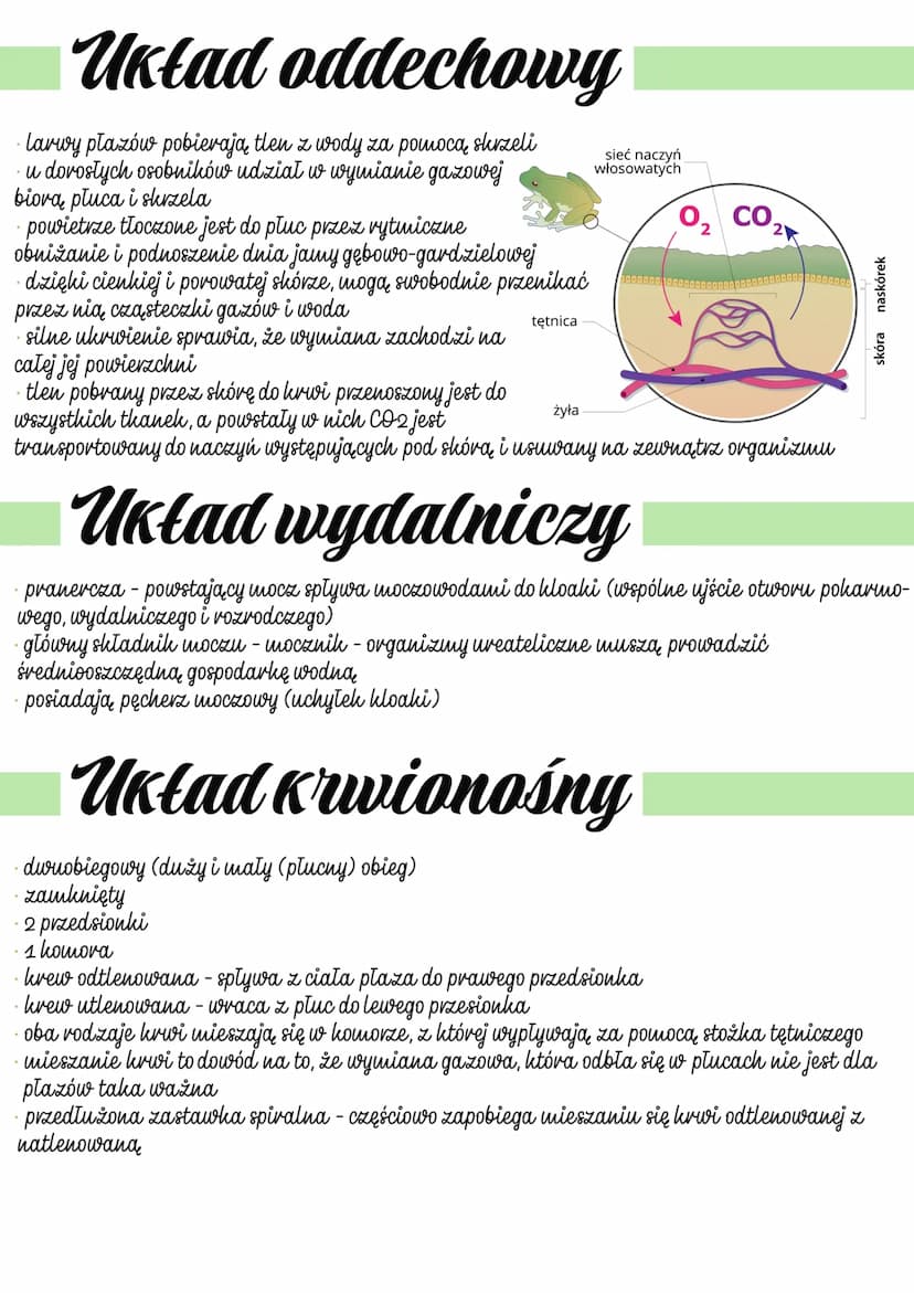 
<h2 id="cechyoglne">Cechy ogólne</h2>
<p>Kijanki/larwy posiadają skrzela.<br />
Płucodyszne (formy dorosłe).<br />
Bezowodniowce (brak błon
