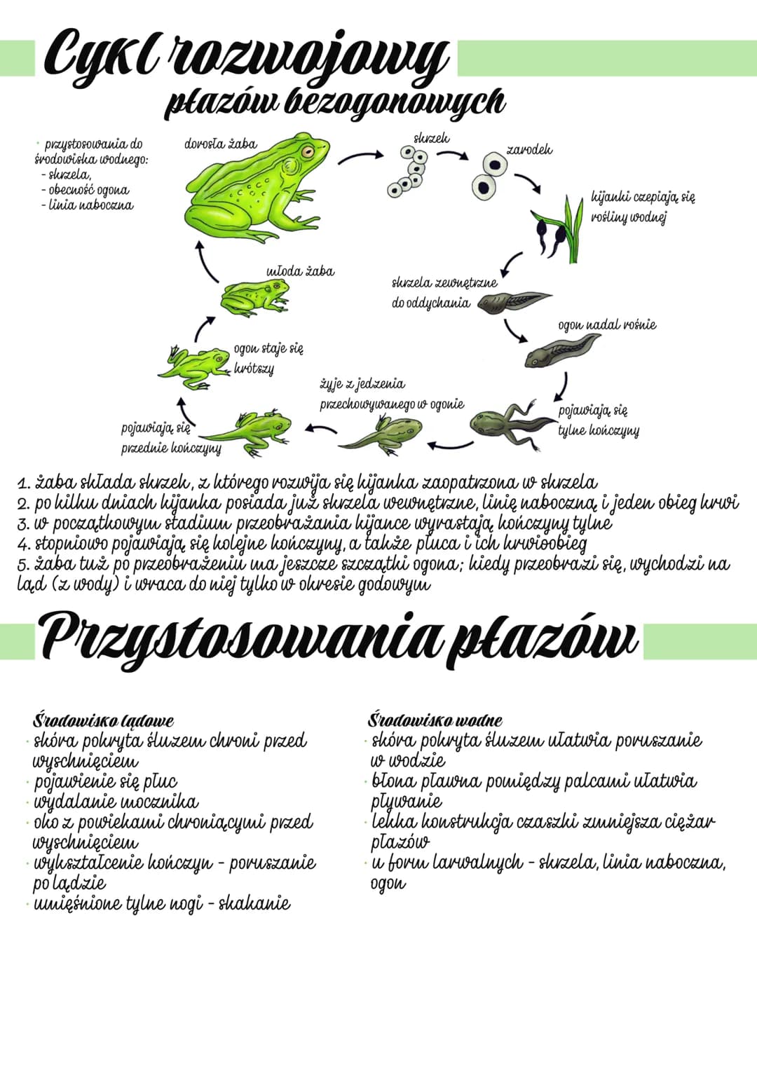 
<h2 id="cechyoglne">Cechy ogólne</h2>
<p>Kijanki/larwy posiadają skrzela.<br />
Płucodyszne (formy dorosłe).<br />
Bezowodniowce (brak błon