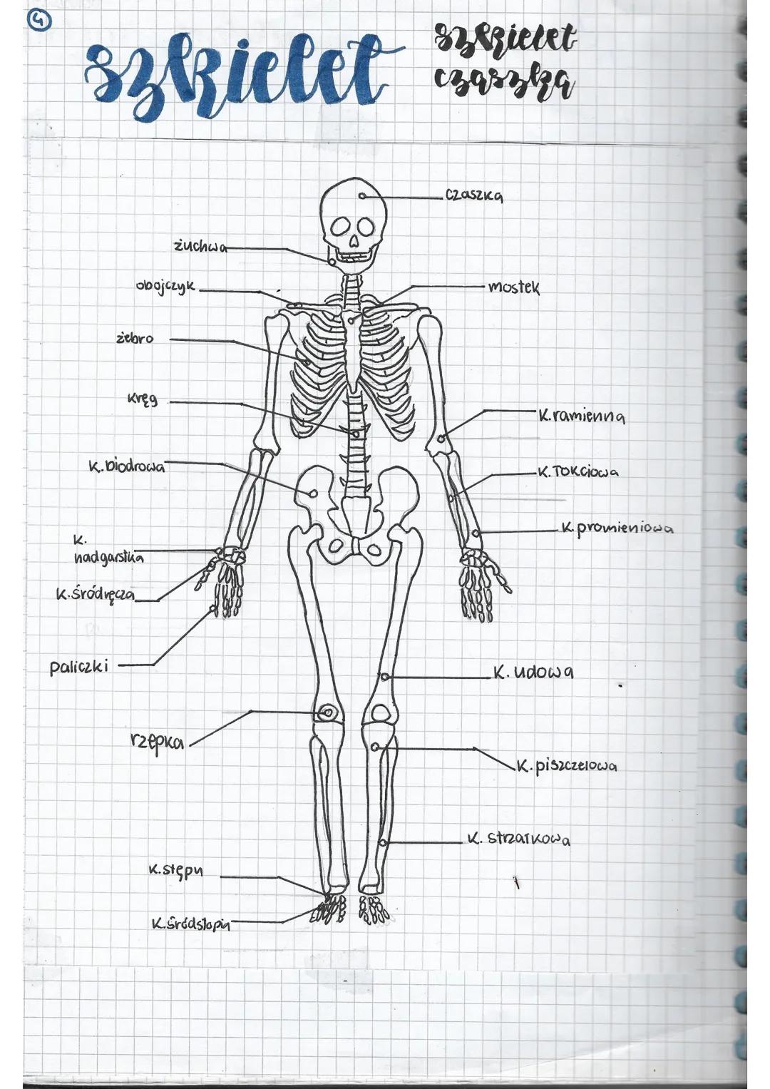 biologia
Rości i sthwy
Ksztart Kości
2 Budowa fizyczna kości
nasada
50%O
1) Kości dTugie (np. udowa, piszczelowa, paliczki, zebra)
2) kości 