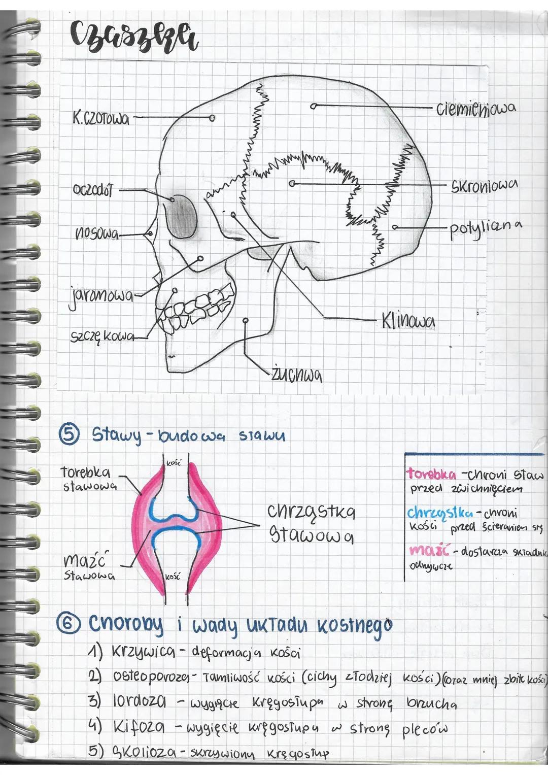 biologia
Rości i sthwy
Ksztart Kości
2 Budowa fizyczna kości
nasada
50%O
1) Kości dTugie (np. udowa, piszczelowa, paliczki, zebra)
2) kości 