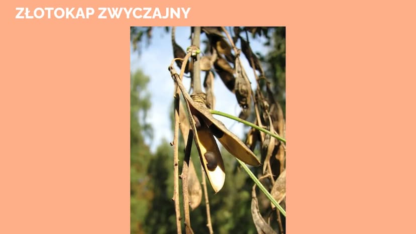 Trucizny oraz
środki
psychoaktywne POISON
Trucizna
substancja organiczna lub nieorganiczna, która po dostaniu się do
organizmu, w stosunkowo