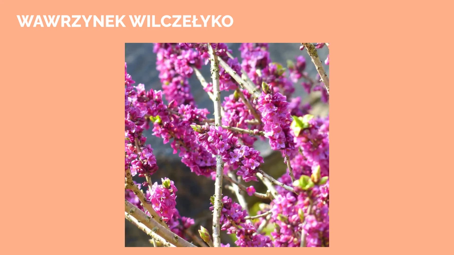 Trucizny oraz
środki
psychoaktywne POISON
Trucizna
substancja organiczna lub nieorganiczna, która po dostaniu się do
organizmu, w stosunkowo