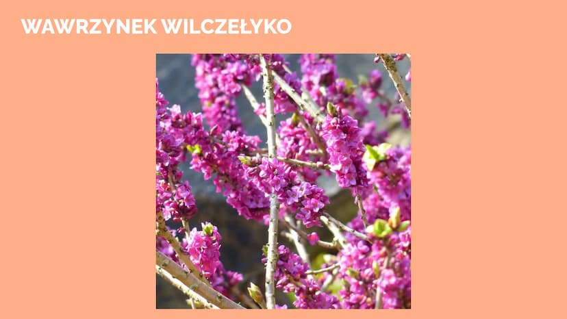 Trucizny oraz
środki
psychoaktywne POISON
Trucizna
substancja organiczna lub nieorganiczna, która po dostaniu się do
organizmu, w stosunkowo
