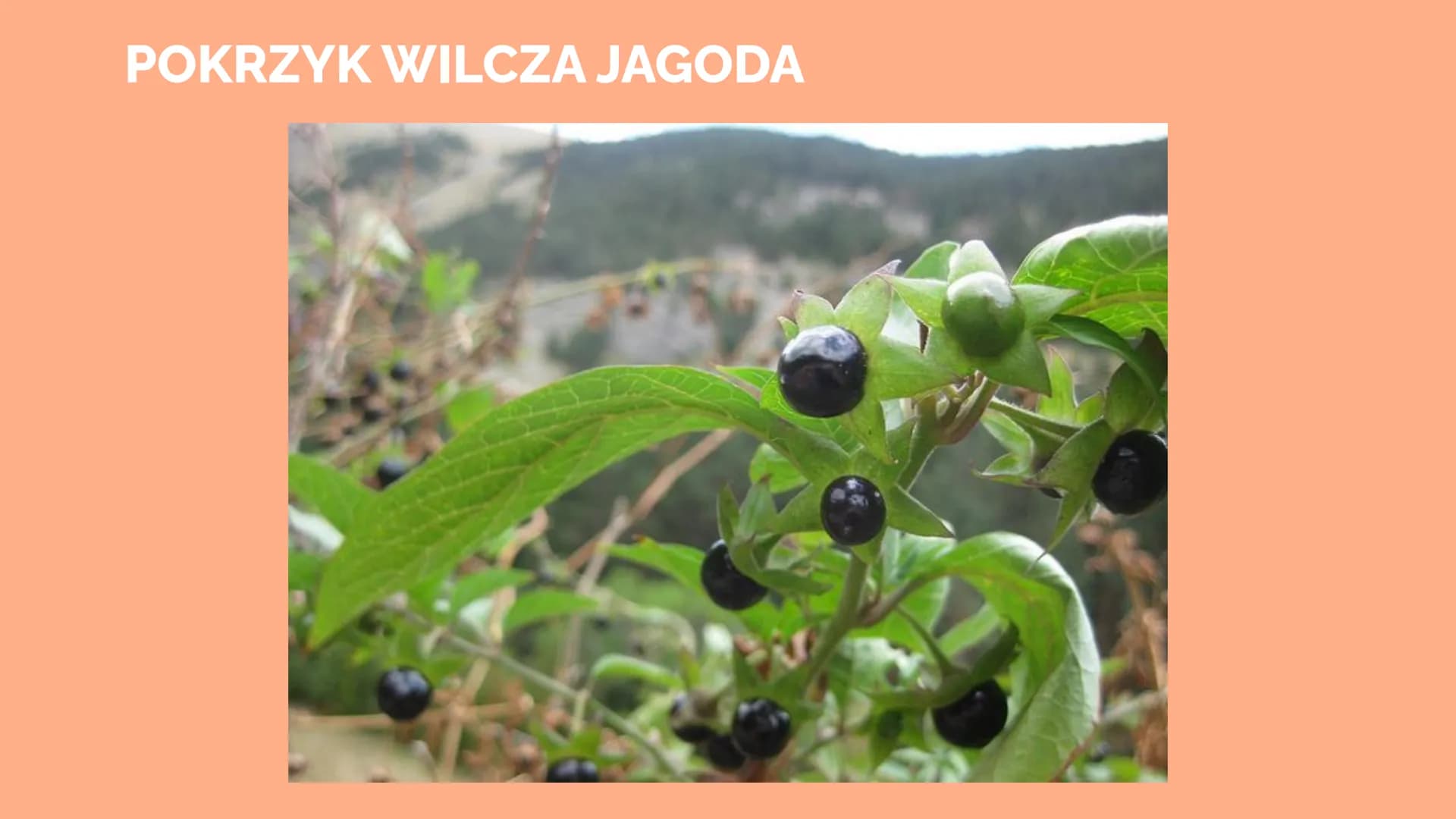 Trucizny oraz
środki
psychoaktywne POISON
Trucizna
substancja organiczna lub nieorganiczna, która po dostaniu się do
organizmu, w stosunkowo