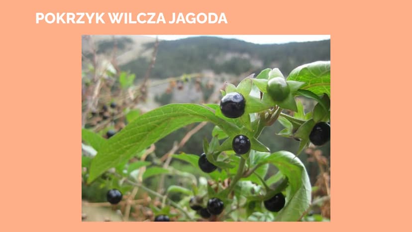 Trucizny oraz
środki
psychoaktywne POISON
Trucizna
substancja organiczna lub nieorganiczna, która po dostaniu się do
organizmu, w stosunkowo
