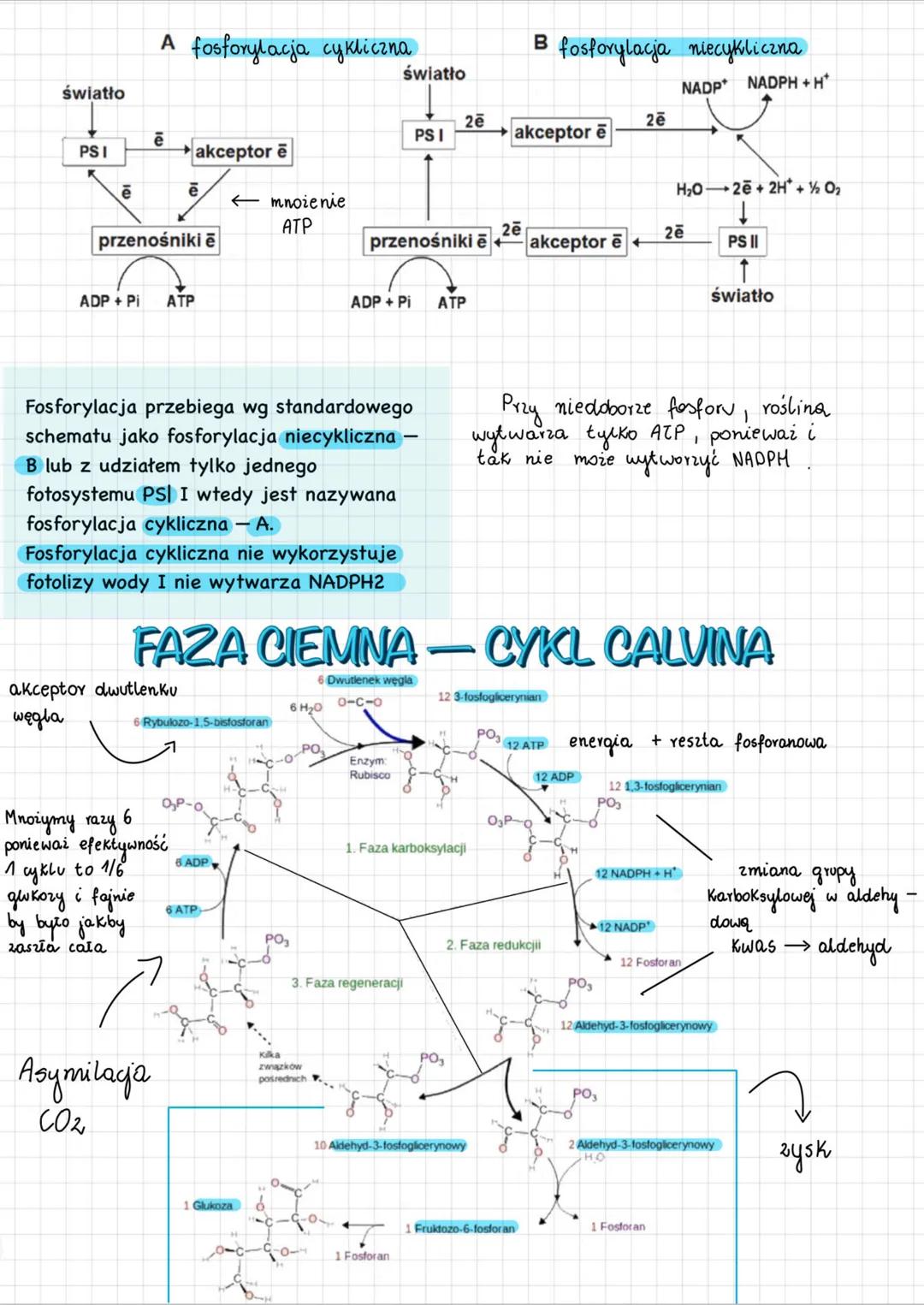 AUTOTROFIZM
AUTOTROFIZM jest to rodzaj odżywiania się organizmów polegający
wytworzeniu związków organicznych z związków nieorganicznych
L C