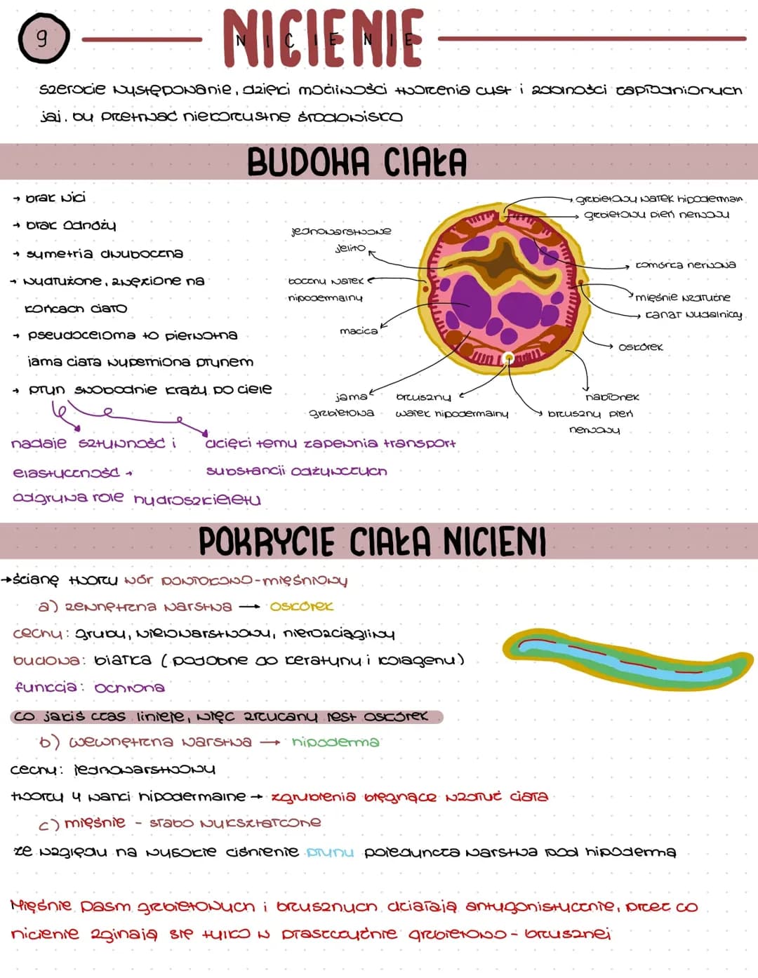 Nicienie