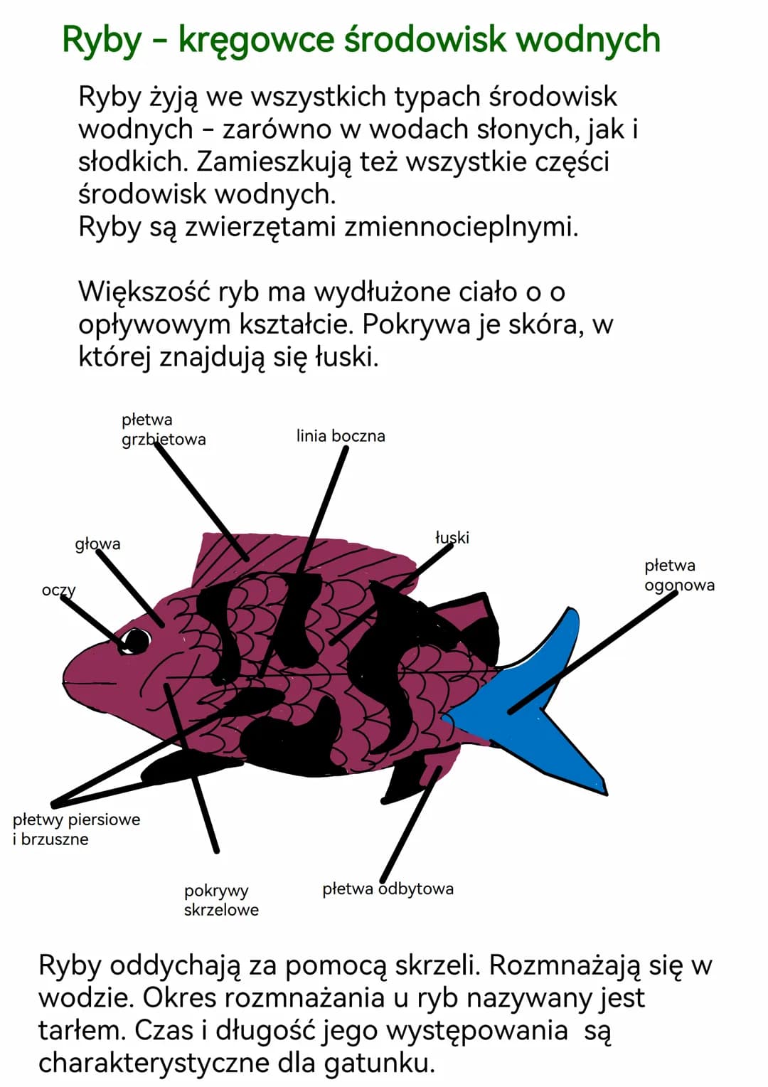 Ryby - kręgowce środowisk wodnych
Ryby żyją we wszystkich typach środowisk
wodnych - zarówno w wodach słonych, jak i
słodkich. Zamieszkują t
