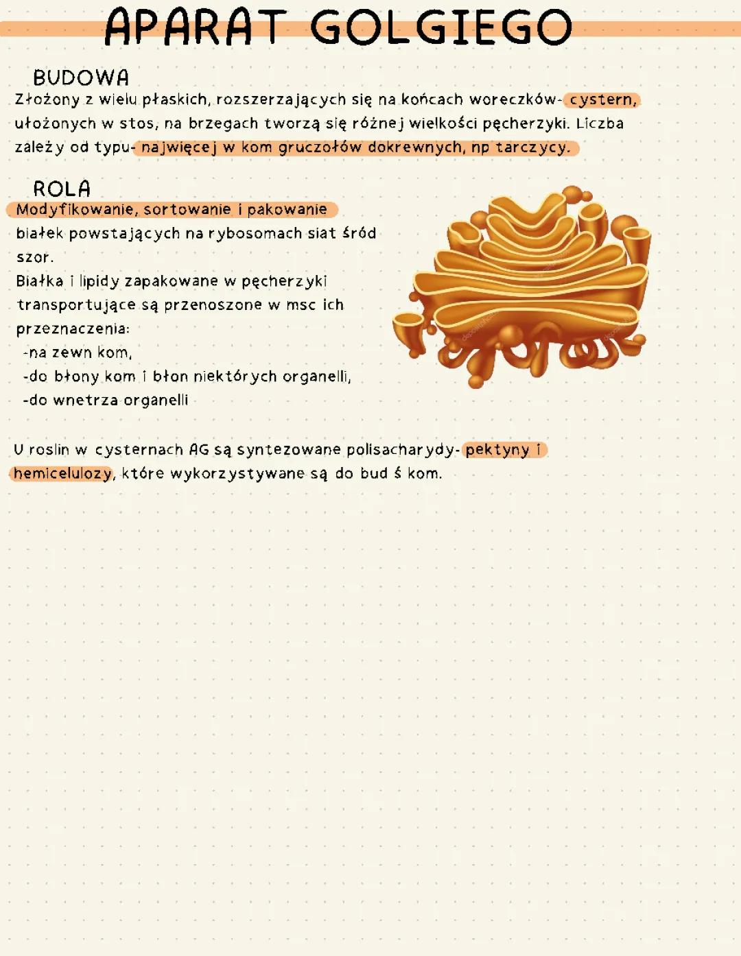 Co to jest Aparat Golgiego? Wyjaśnienie dla uczniów liceum