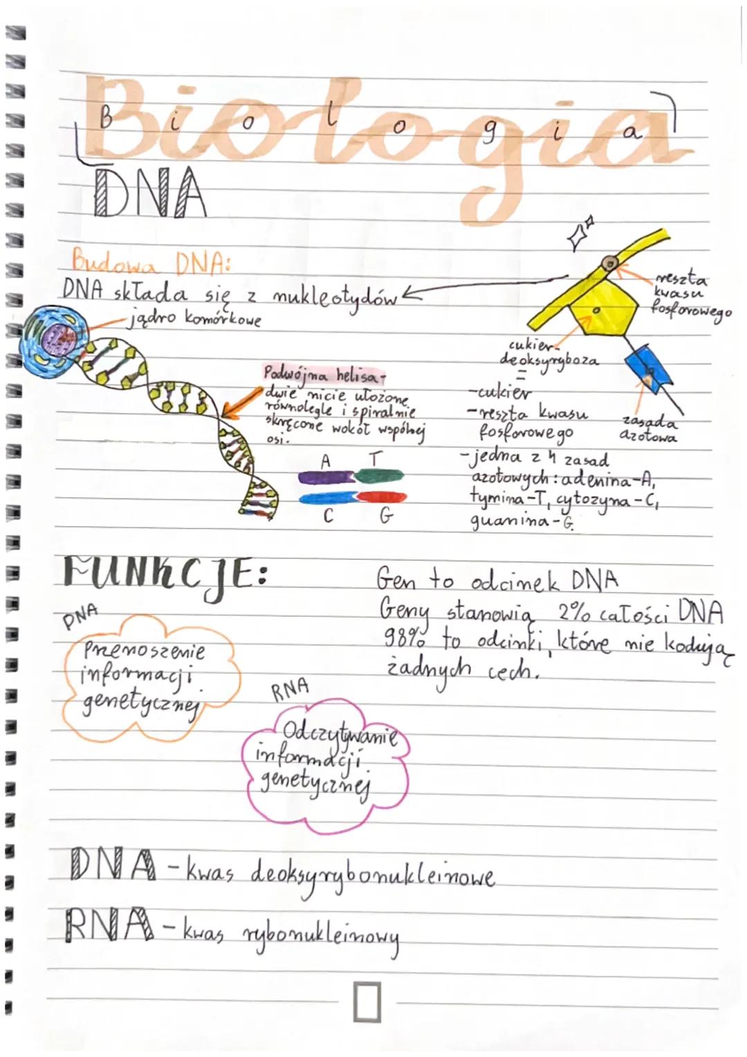Biologia
Budowa DNA:
DNA składa się z mukleotydów <
-jądro komórkowe
Podwójna helisa-
dwie micie ułożone
równolegle i spiralnie
skręcome wok