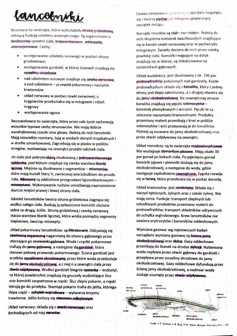 pajęczaki
i wije
Pajęczaki to zwierzęta lądowe, niektóre wodne (pływak żółtobrzeżek).
Ciało mają podzielone na dwie tagmy: głowotułów i odwł