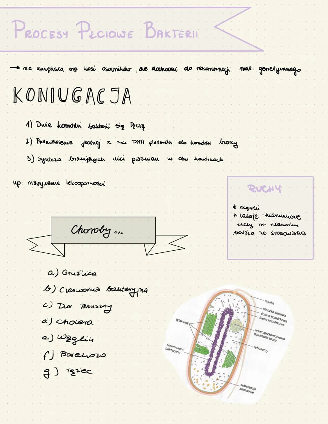 BAKTERIE
BUDOWA
• nie mają jądra komórkowego
Ściana komórkowa - mureina
chromosom bakterying
plaxmidly
Odżywianie
blona
zewnętrzna
a) saprob