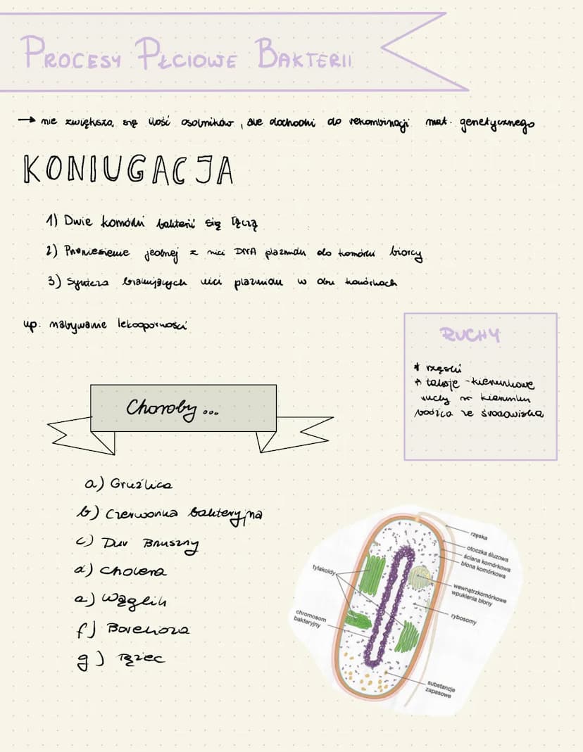 BAKTERIE
BUDOWA
• nie mają jądra komórkowego
Ściana komórkowa - mureina
chromosom bakterying
plaxmidly
Odżywianie
blona
zewnętrzna
a) saprob
