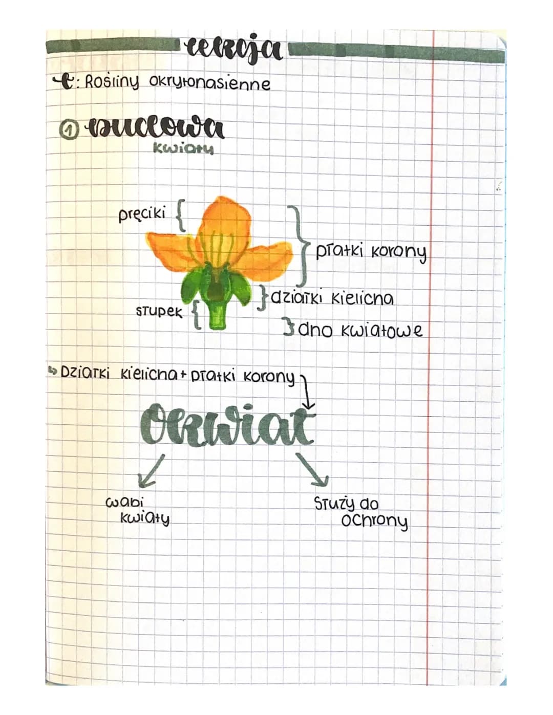 Rośliny Okrytonasienne dla Klasy 5 - Biologia, Testy i Prezentacje