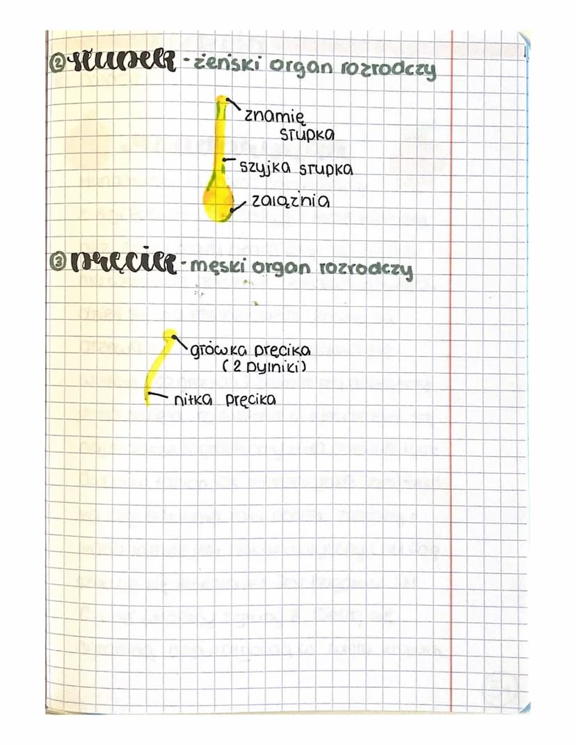 cerroja
Rosliny Okrytonasienne
I budowa
kwiaty
pręciki
STUPek
płatki korony
działki Kielicha
ano kwiatowe
Dziarki Kielicha + pratki korony.
