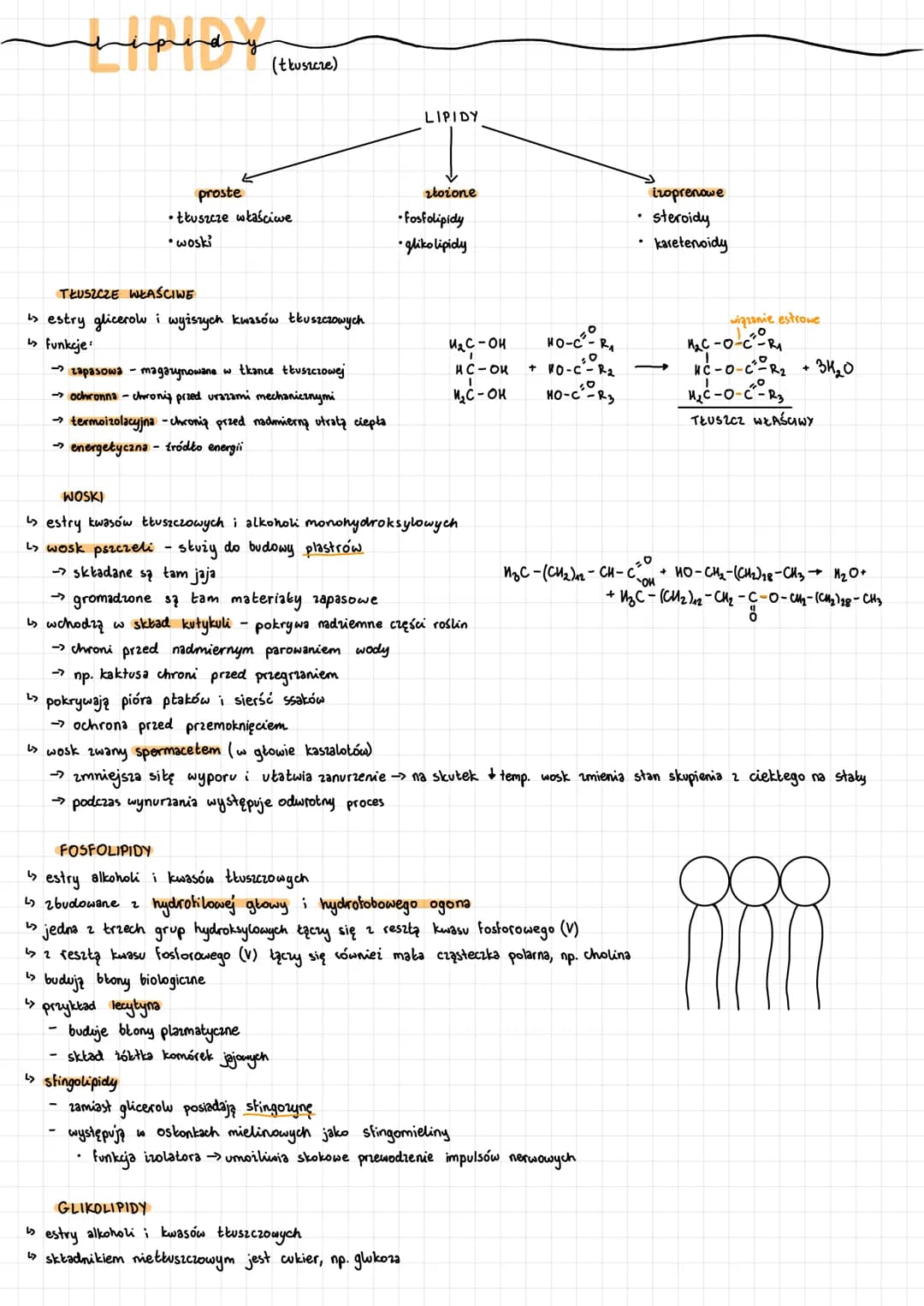 handy (tbonica)
TŁUSZCZE WEŁAŚCIWE
↳ estry glicerow i wyższych kwasów tłuszczowych
↳ funkcje:
proste
• tłuszcze właściwe
•woski
→ zapasowa -