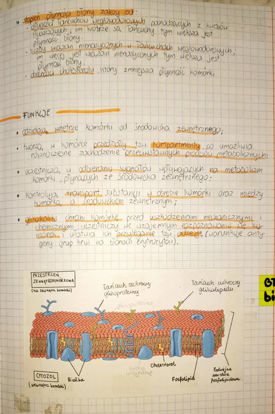 BIGNY GEOLOGICZNE
♦
Błony biologiczne - wchodzą, w skład wyzystkich komorek
BUDOWA
podstawowe elementy:
4 dwuwarstwa fosfolipidowa
4 białka 