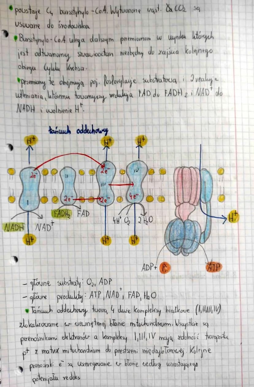 muszą
ulec
hycholizie
T. Oddychanie komórkowe. Oddychanie
tlenowe.
1 Oddychanie kom - podstawowy proves destomcający kom enerque- Polega
na 