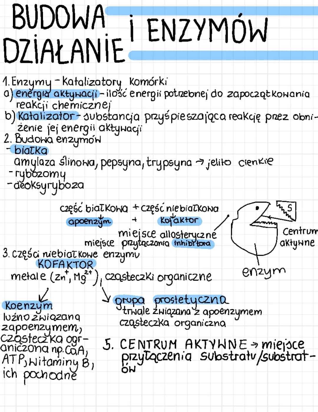 budowa i działanie enzymów 