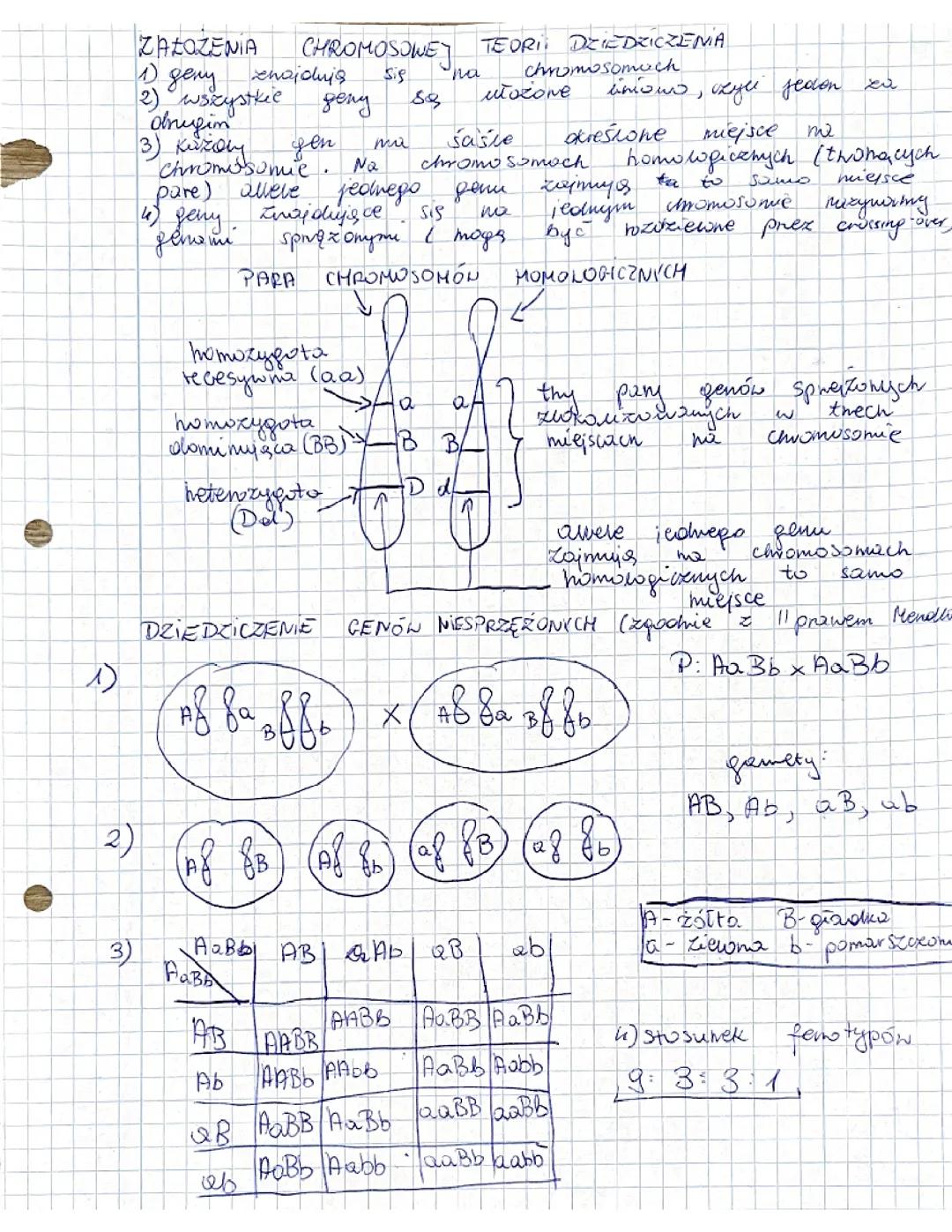 Chromosomowa Teoria Dziedziczenia i Kariotyp