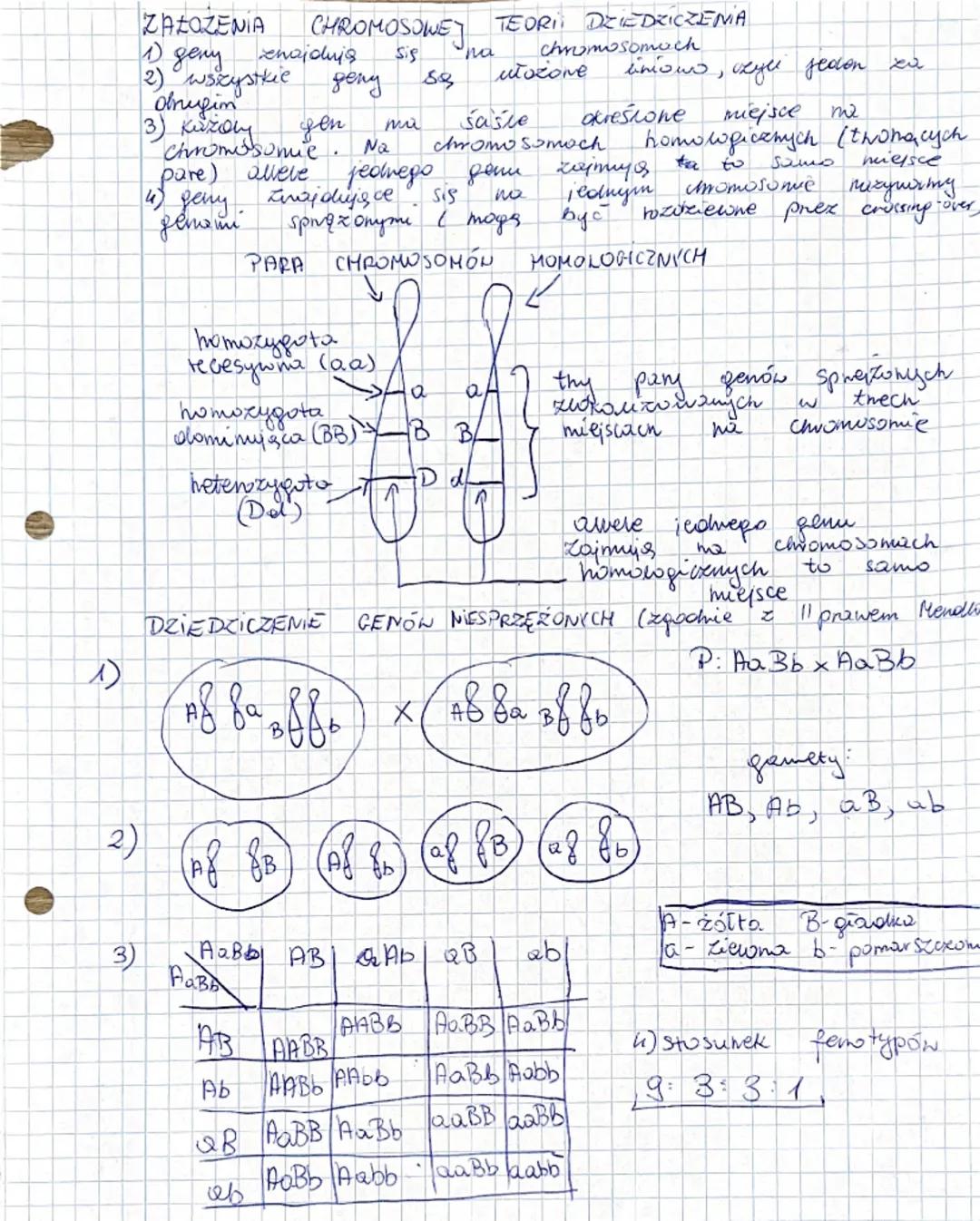 obnugin
ZALOZENIA CHROMOSOWEJ
1) geny
znajdują
2) wszystkie geny
TEORI DZIEDZICZENIA
Się
"na
chromosomuch
SQ
ułożone
linowo,
3) Kuzoly
gen
m