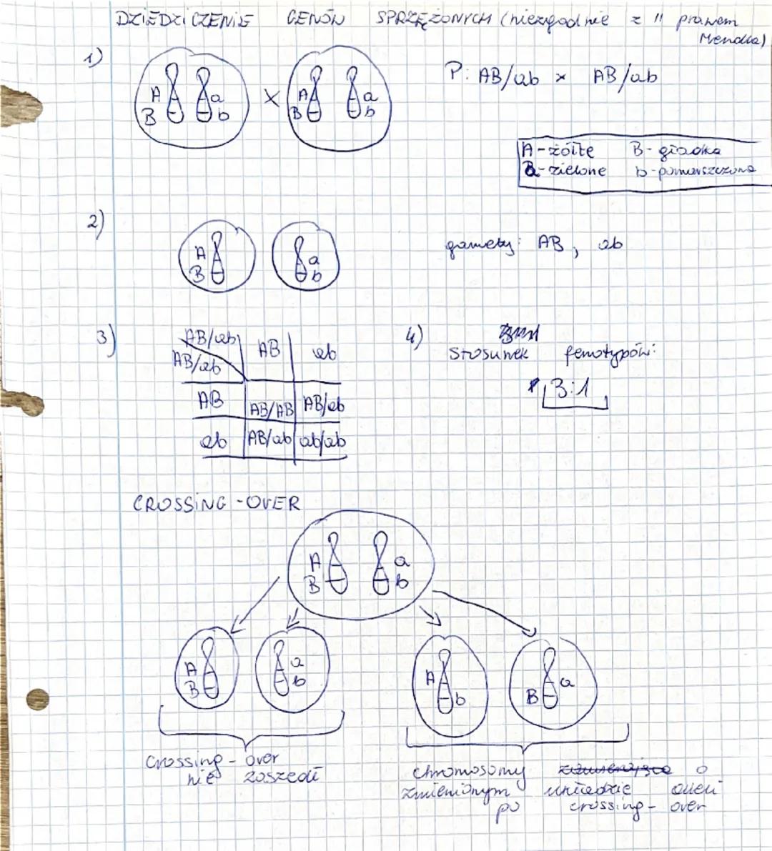 obnugin
ZALOZENIA CHROMOSOWEJ
1) geny
znajdują
2) wszystkie geny
TEORI DZIEDZICZENIA
Się
"na
chromosomuch
SQ
ułożone
linowo,
3) Kuzoly
gen
m