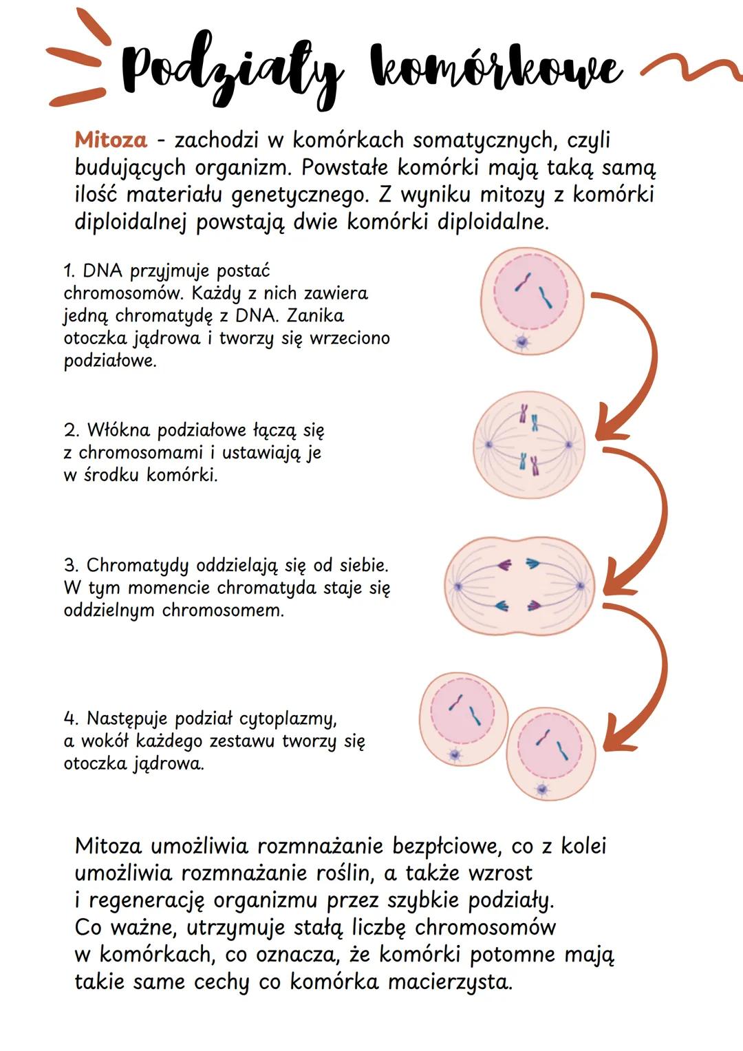 =
Podziały komórkowe
Mitoza - zachodzi w komórkach somatycznych, czyli
budujących organizm. Powstałe komórki mają taką samą
ilość materiału 
