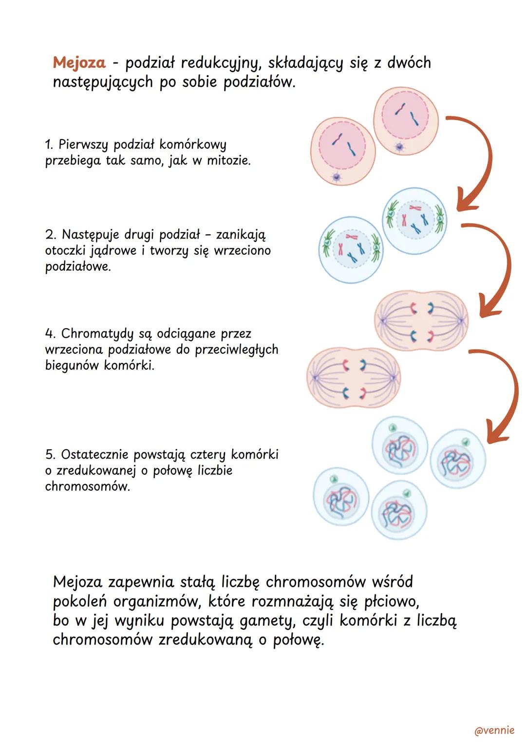 =
Podziały komórkowe
Mitoza - zachodzi w komórkach somatycznych, czyli
budujących organizm. Powstałe komórki mają taką samą
ilość materiału 