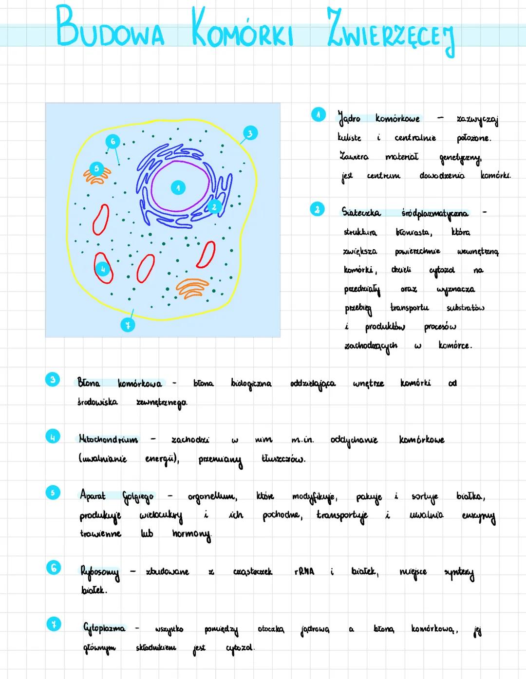 BUDOWA KOMÓRKI ZWIERZĘCEJ
3
4
5
Błona
środowiska
komórkowa
Mitochondrium
(uwalnianie
zewnętrznego.
Rybosomy
białek.
Cytoplazma
głównym
Apara