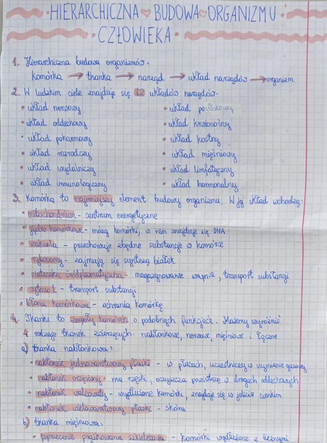 Budowa hierarchiczna organizmu człowieka - notatka biologiczna