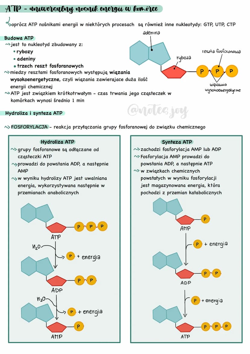 Cechy przemian metabolicznych
METABOLIZM - całość przemian chemicznych
i energetycznych zachodzących w organizmie
Kierunki przemian metaboli