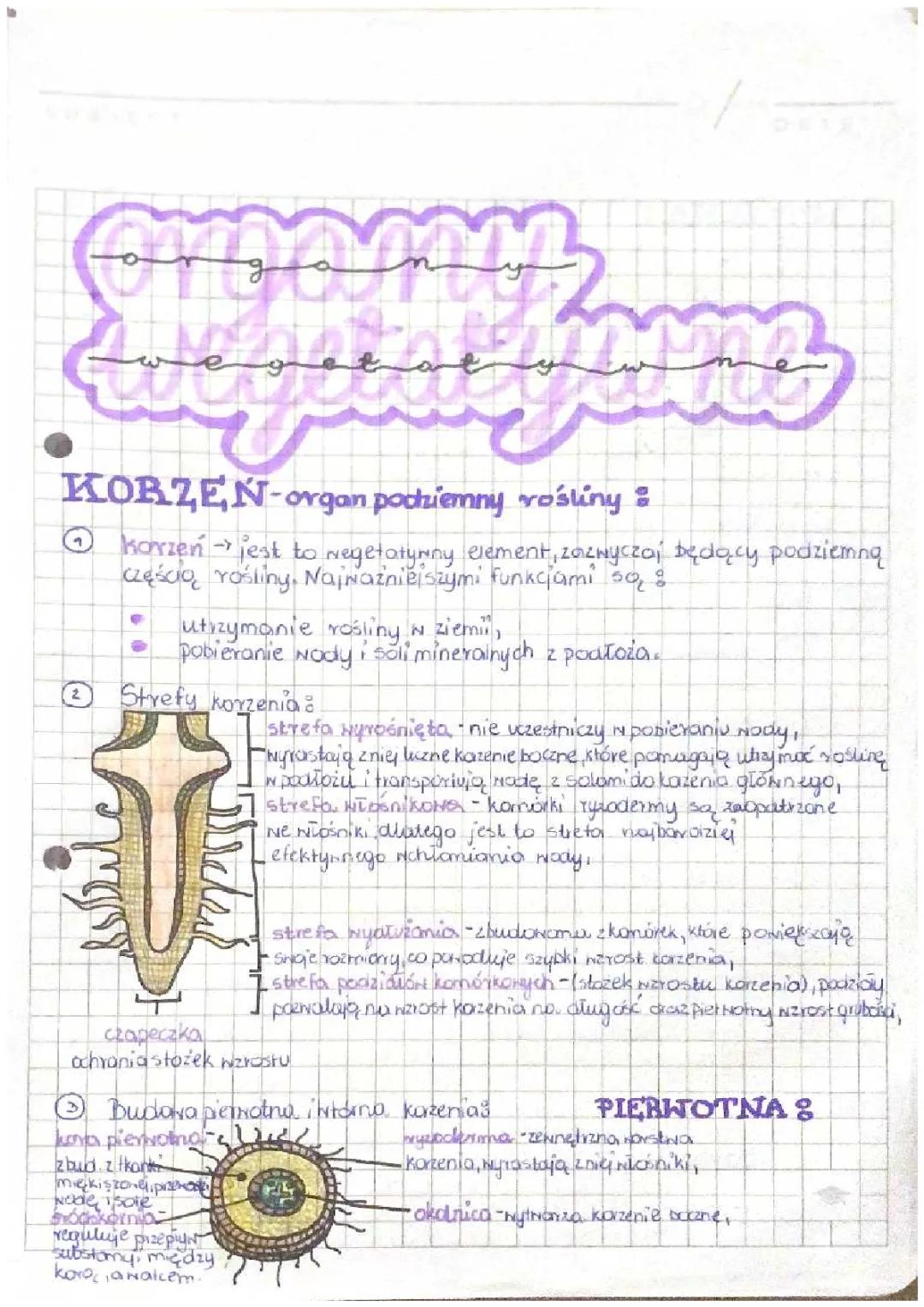 Jak Działają Korzenie i Łodygi Roślin? Budowa, Funkcje i Rodzaje